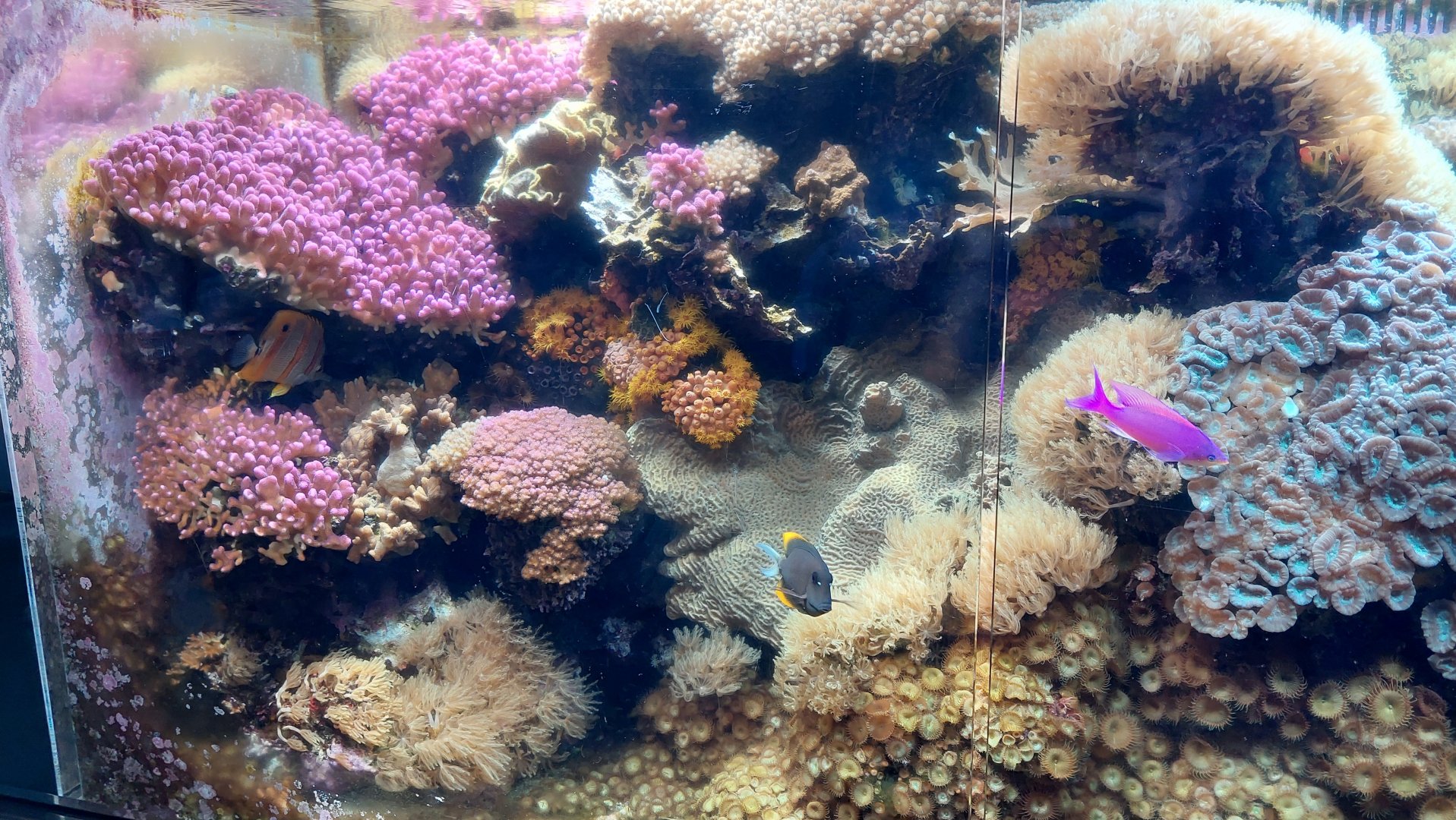 Coral propagation tank