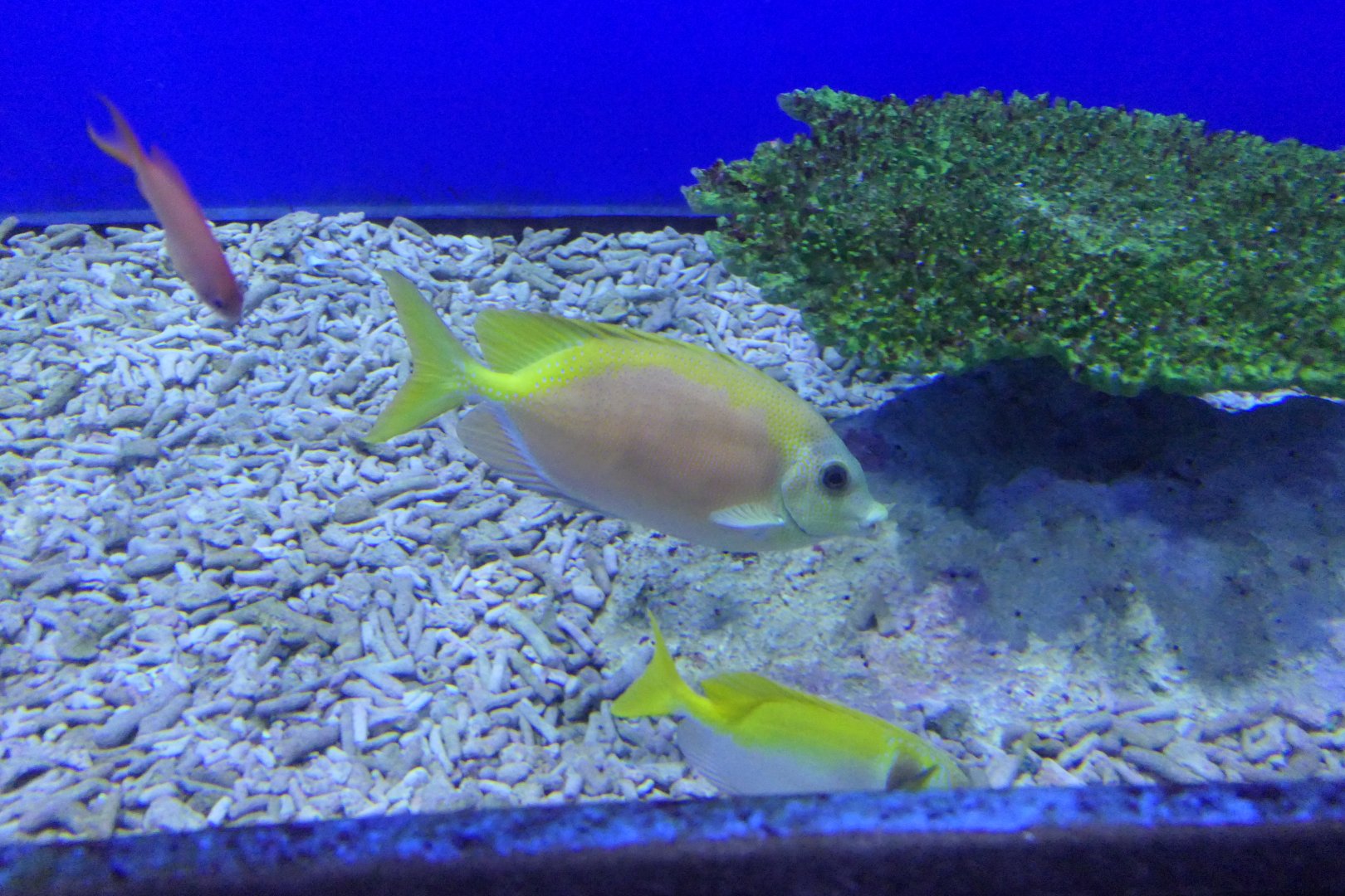 Coral Rabbitfish (Siganus corallinus)