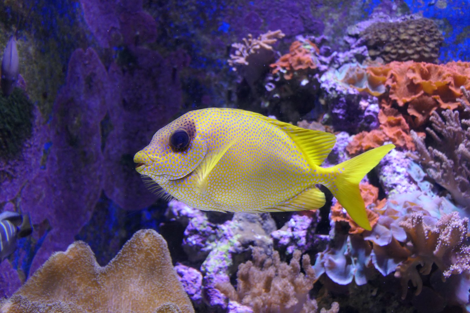 Coral Rabbitfish (Siganus corallinus)