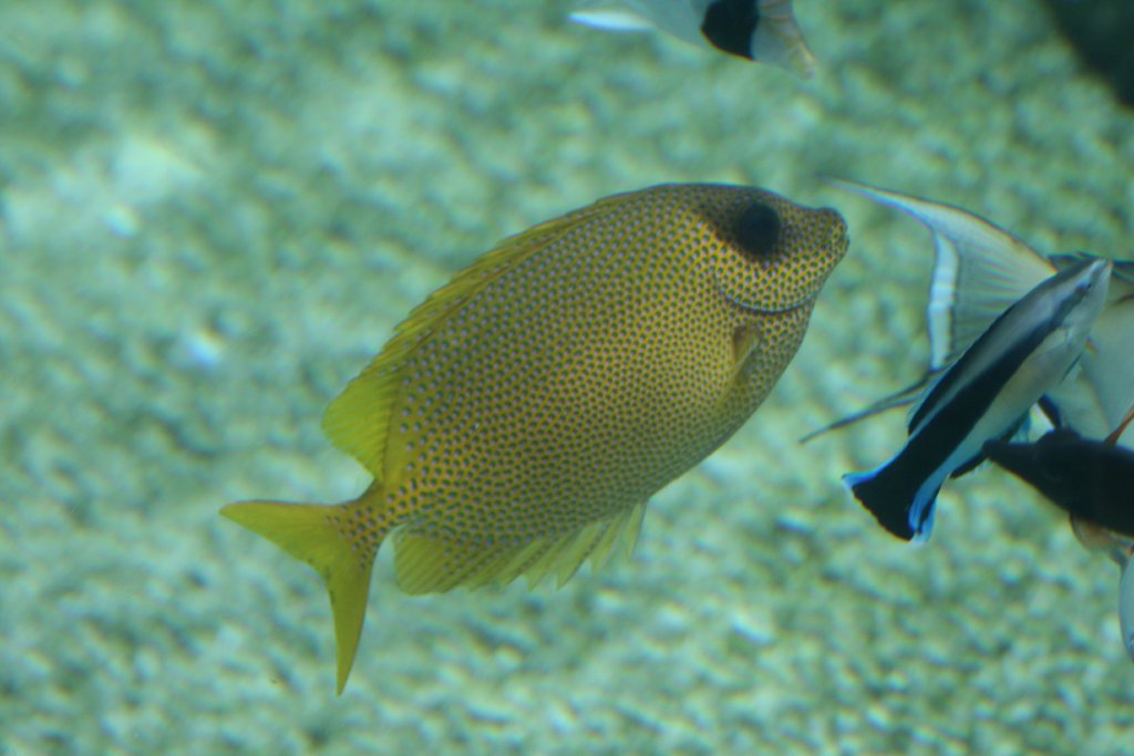 Coral Rabbitfish