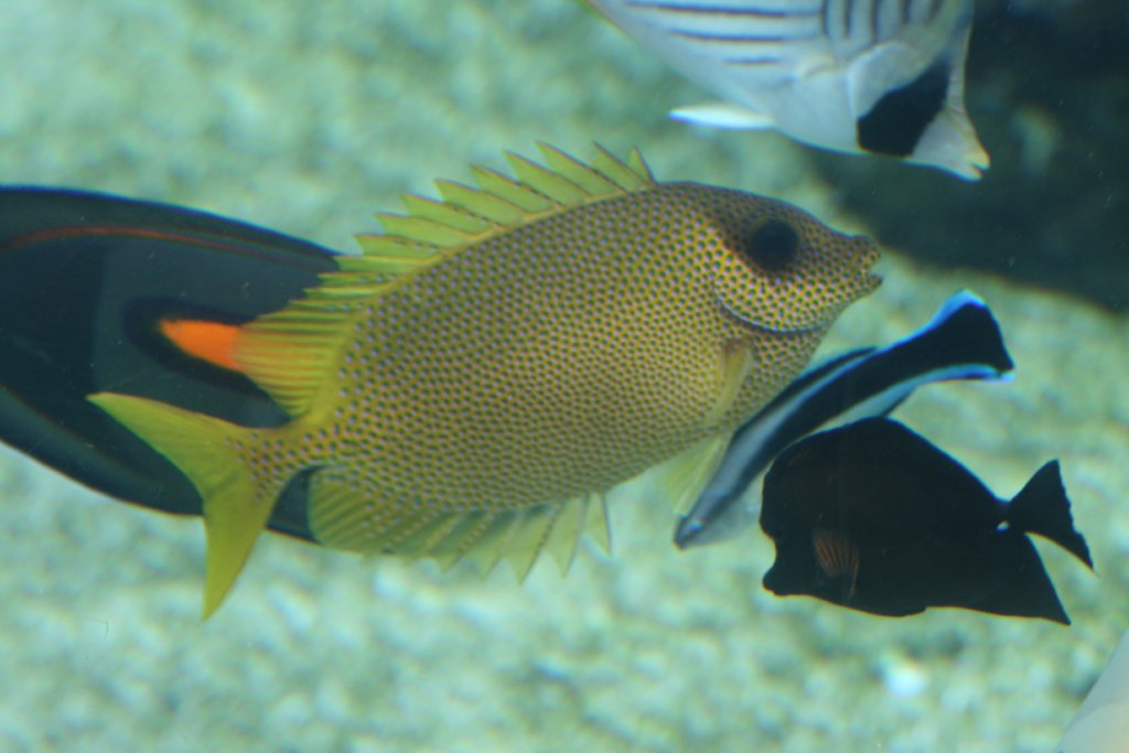 Coral Rabbitfish