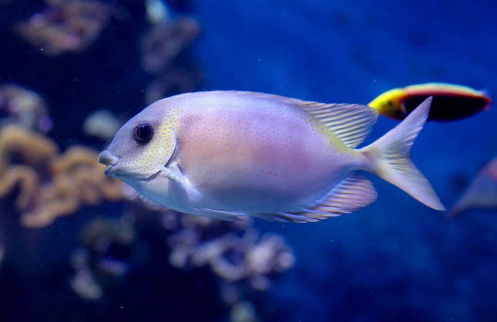 Coral Rabbitfish