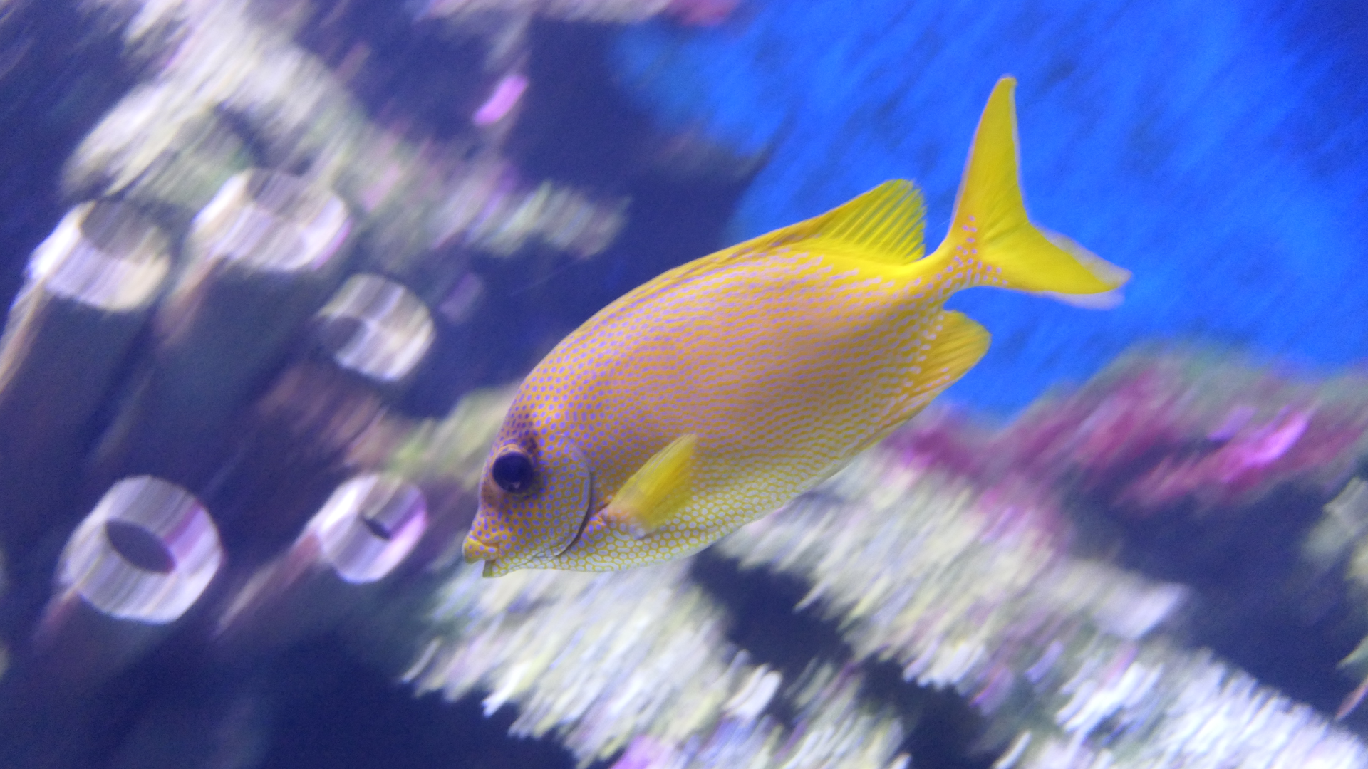 Coral Rabbitfish