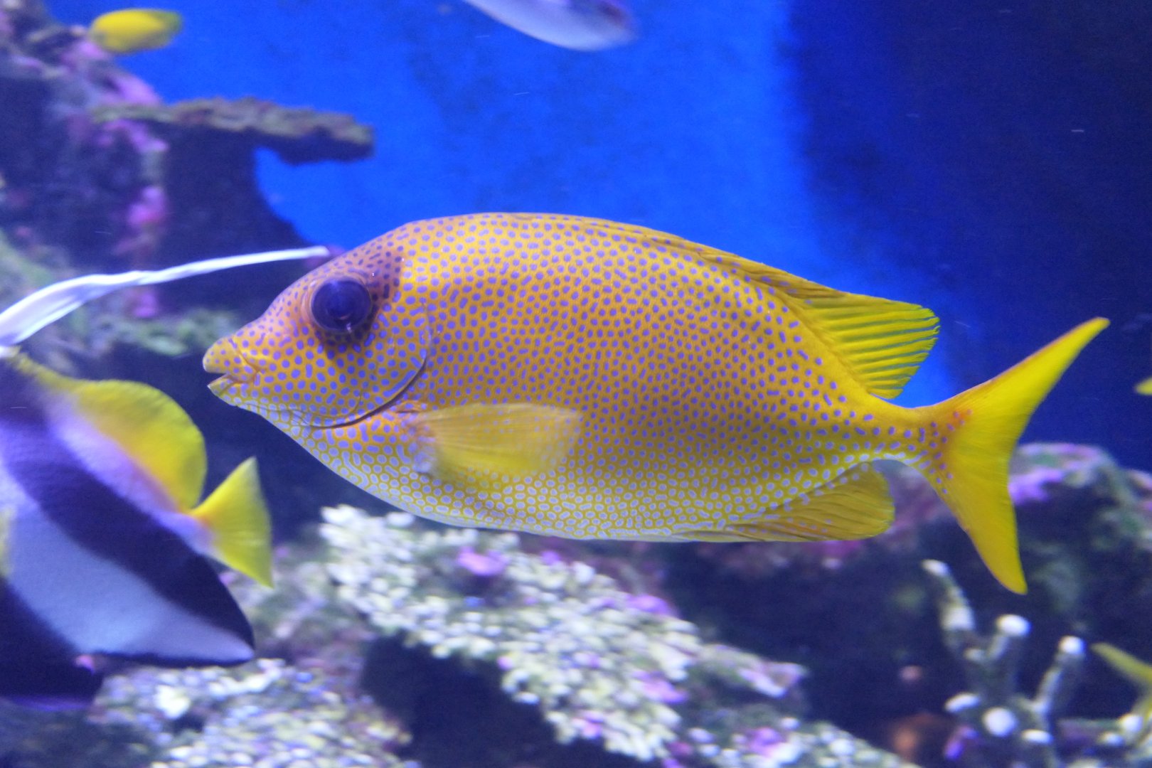 Coral Rabbitfish