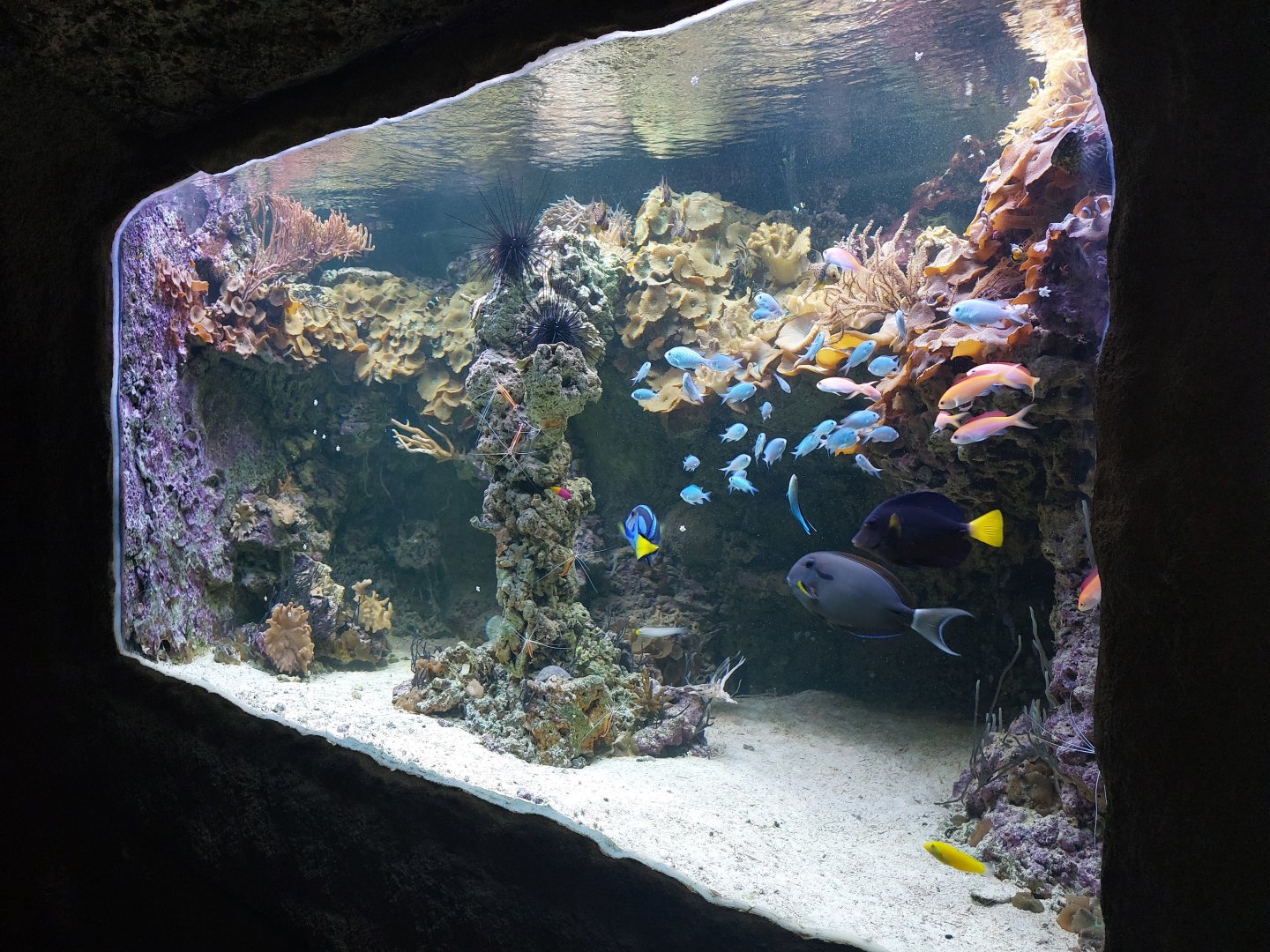 Coral reef aquarium in tunnel