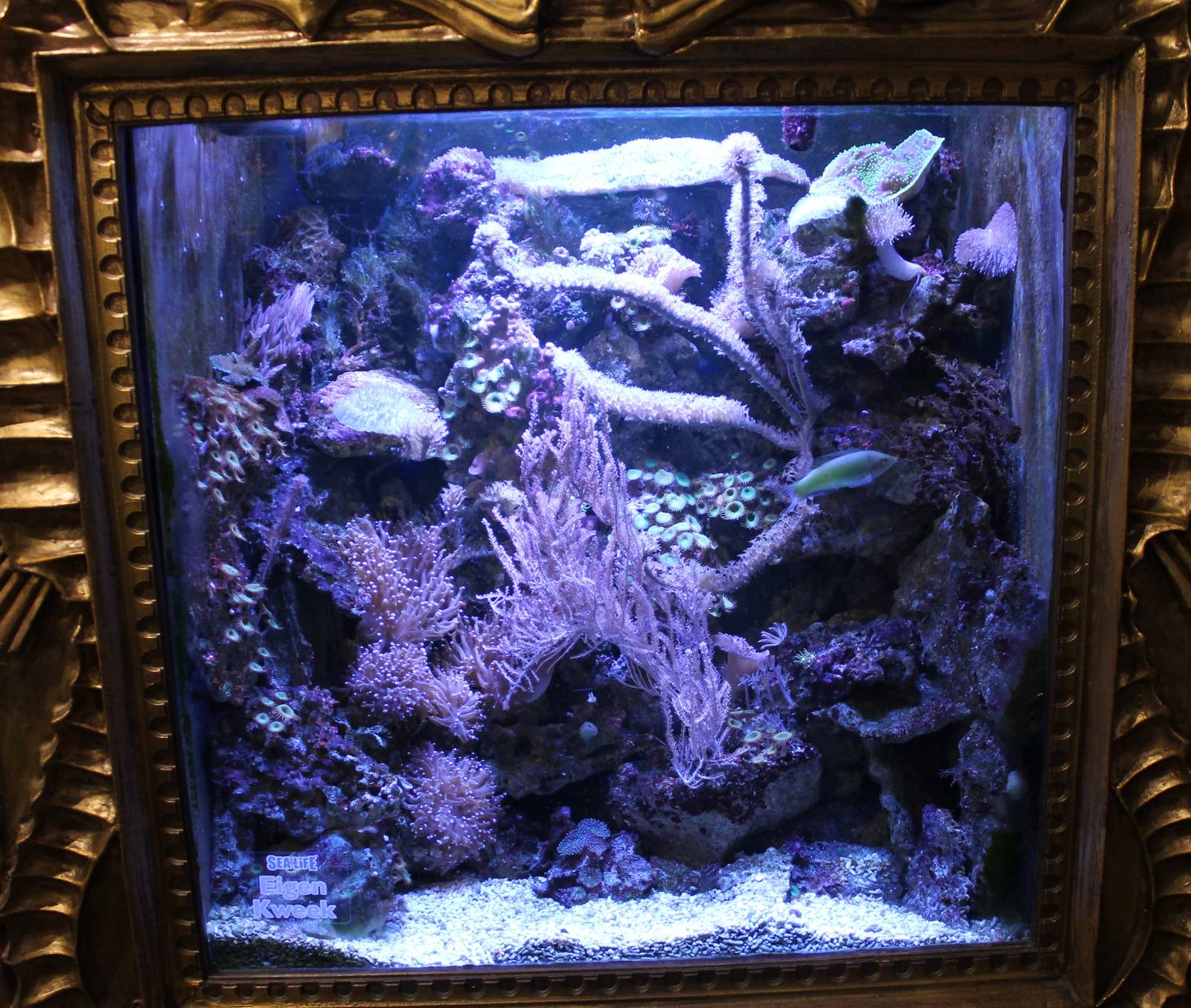 Coral-reef aquarium
