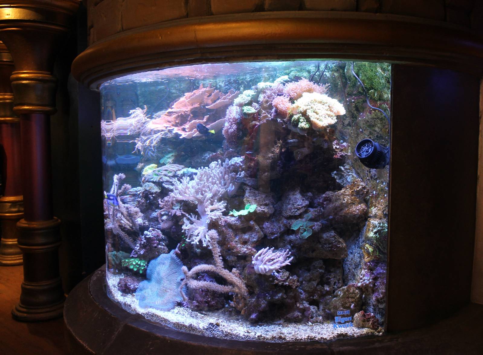 Coral-reef aquarium