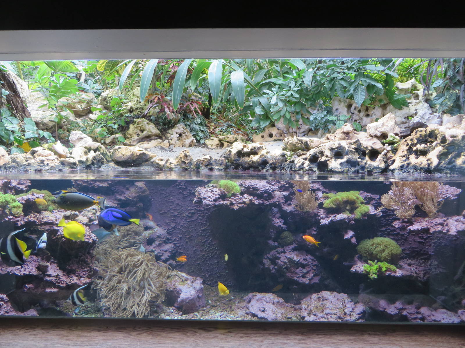 Coral reef aquarium