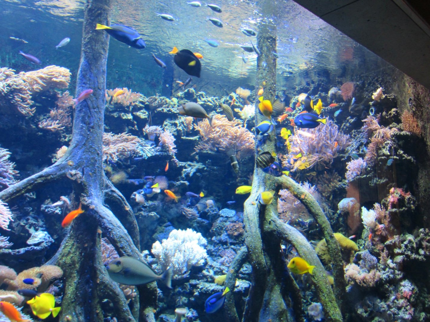 Coral Reef aquarium