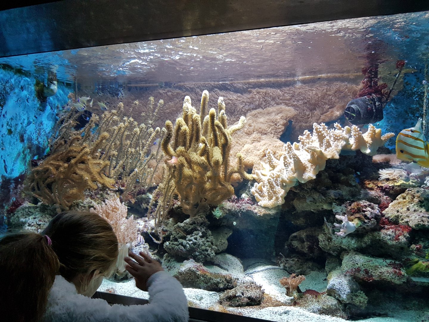 Coral-reef Aquarium