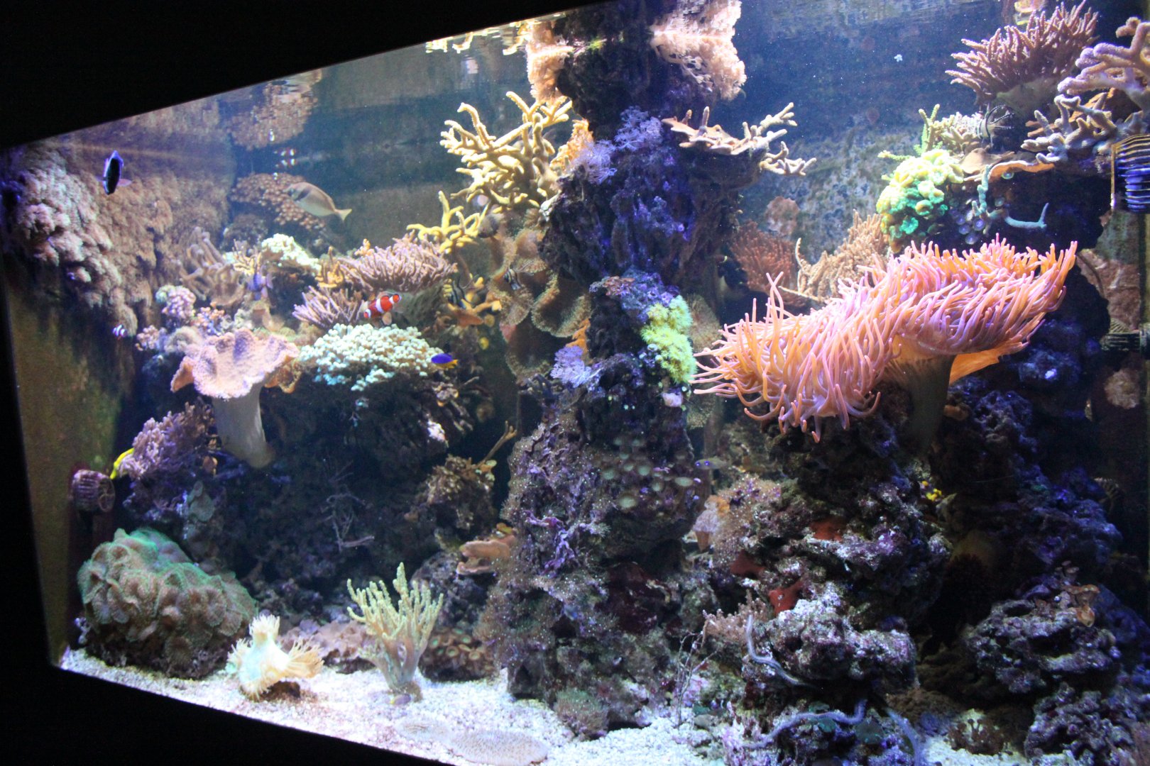 Coral reef aquarium
