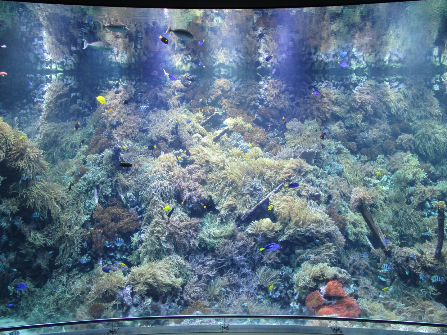 Coral reef aquarium