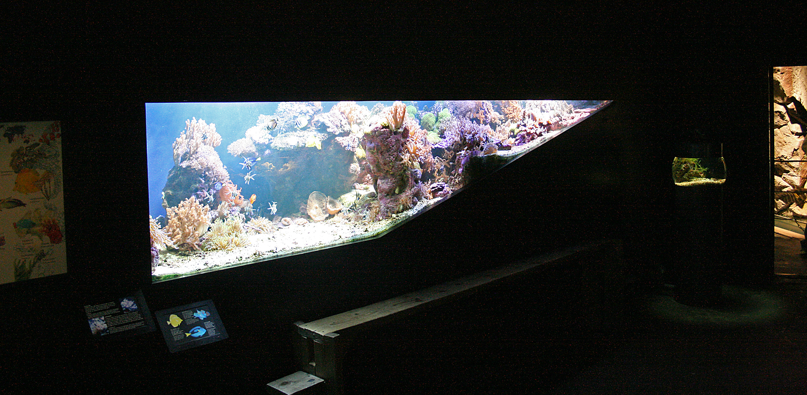 Coral reef aquarium