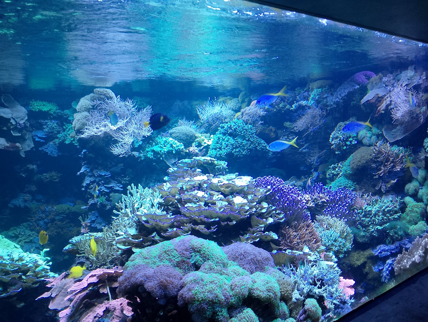 Coral reef aquarium