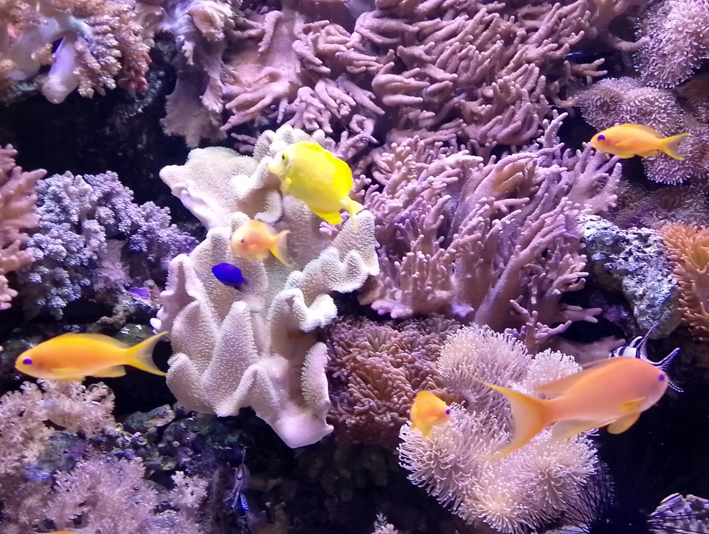 Coral reef aquarium
