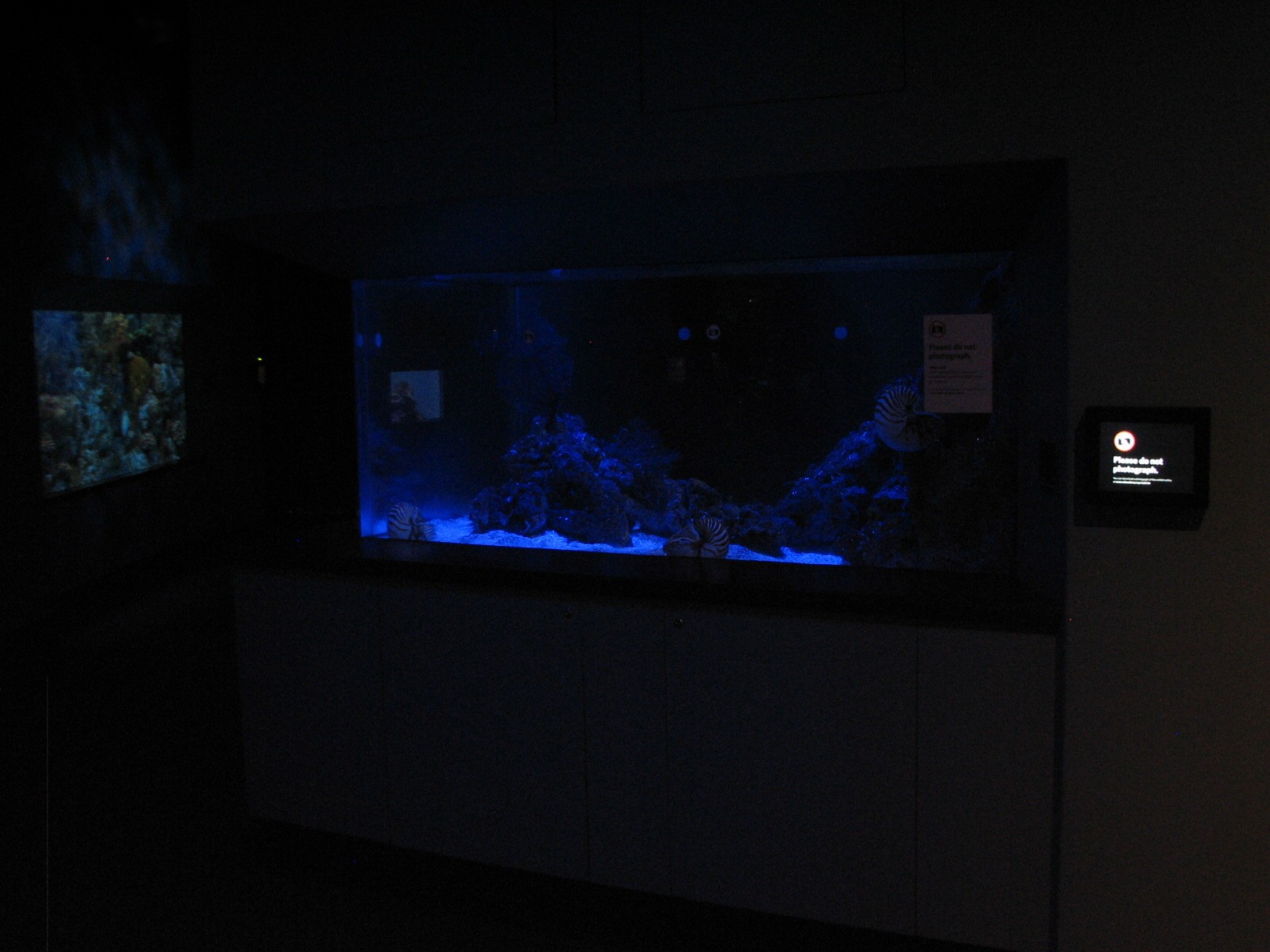 Coral Reef - Chambered Nautilus Exhibit
