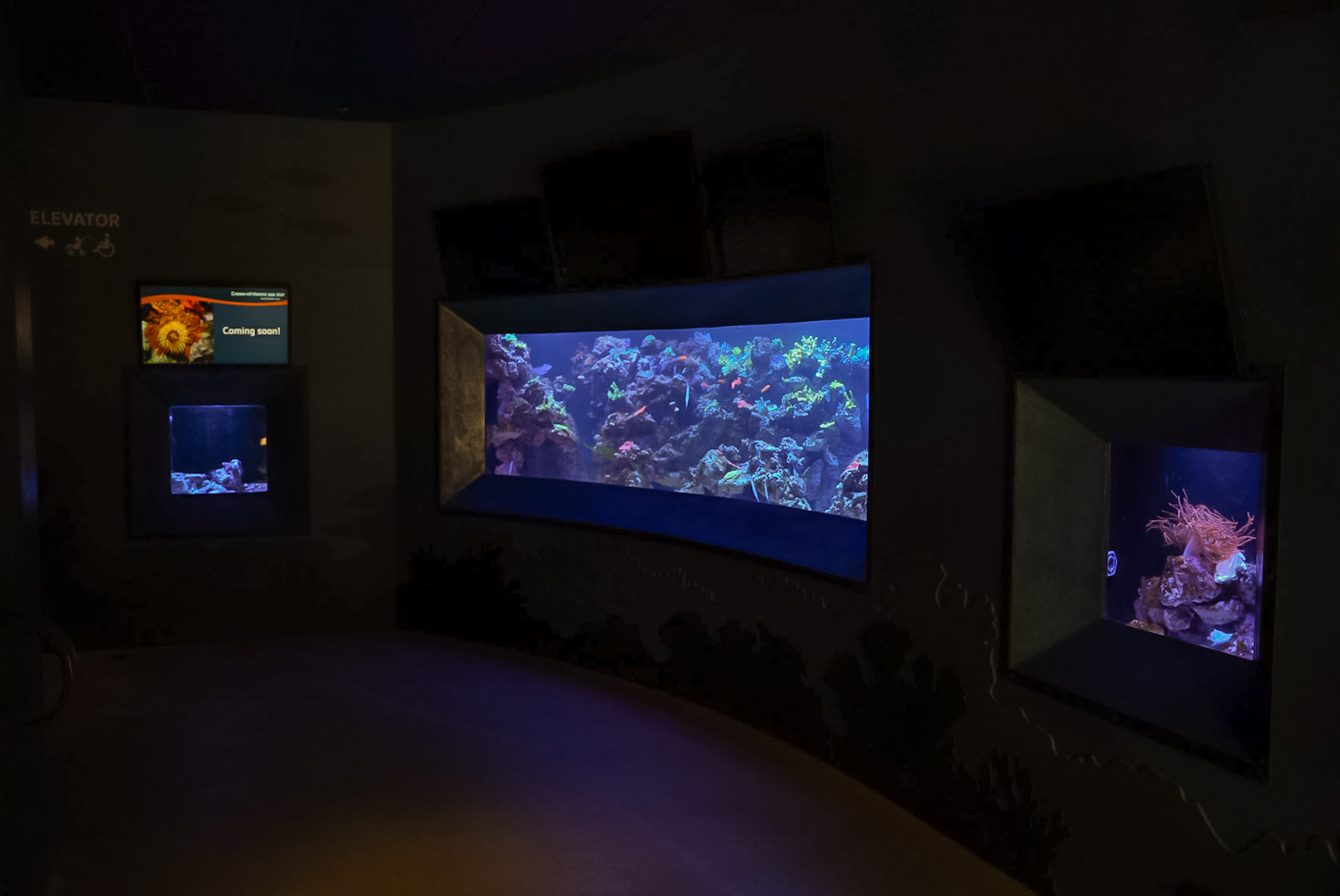 'Coral Reef Close-Up'