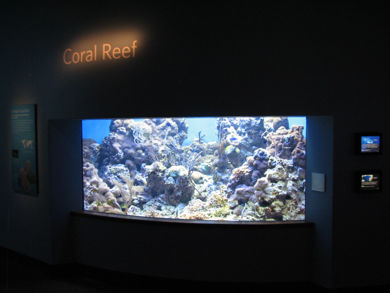 Coral Reef - Coral Reef Exhibit