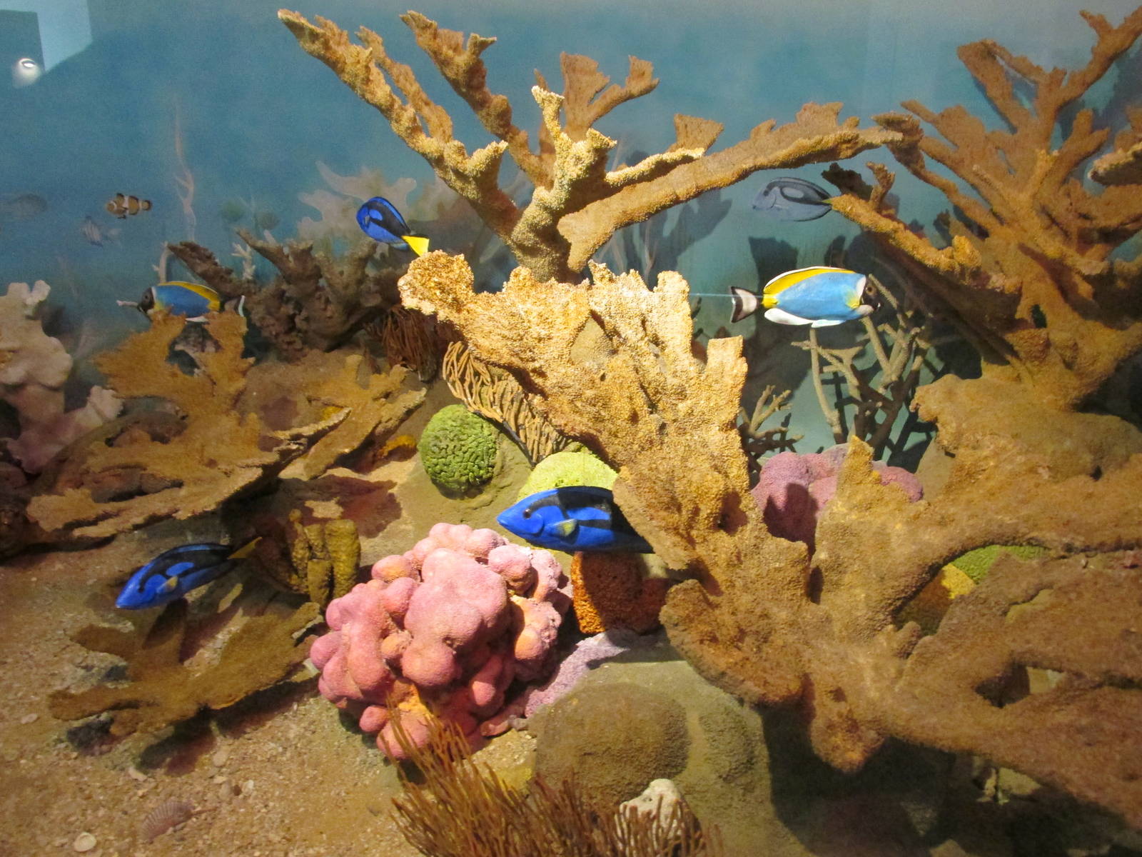 coral reef diorama museo de historia natural