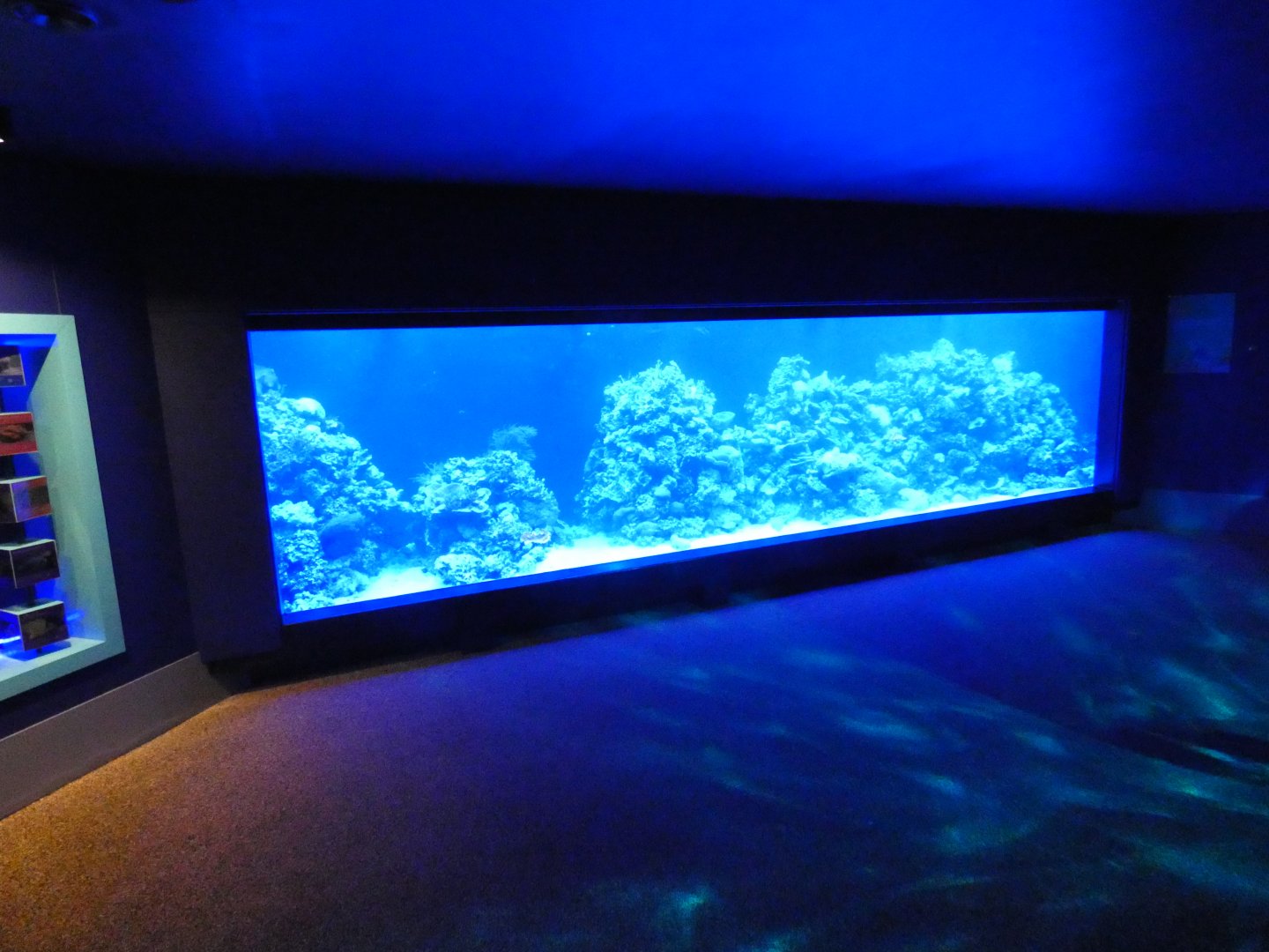 Coral reef display in Tiny Giants