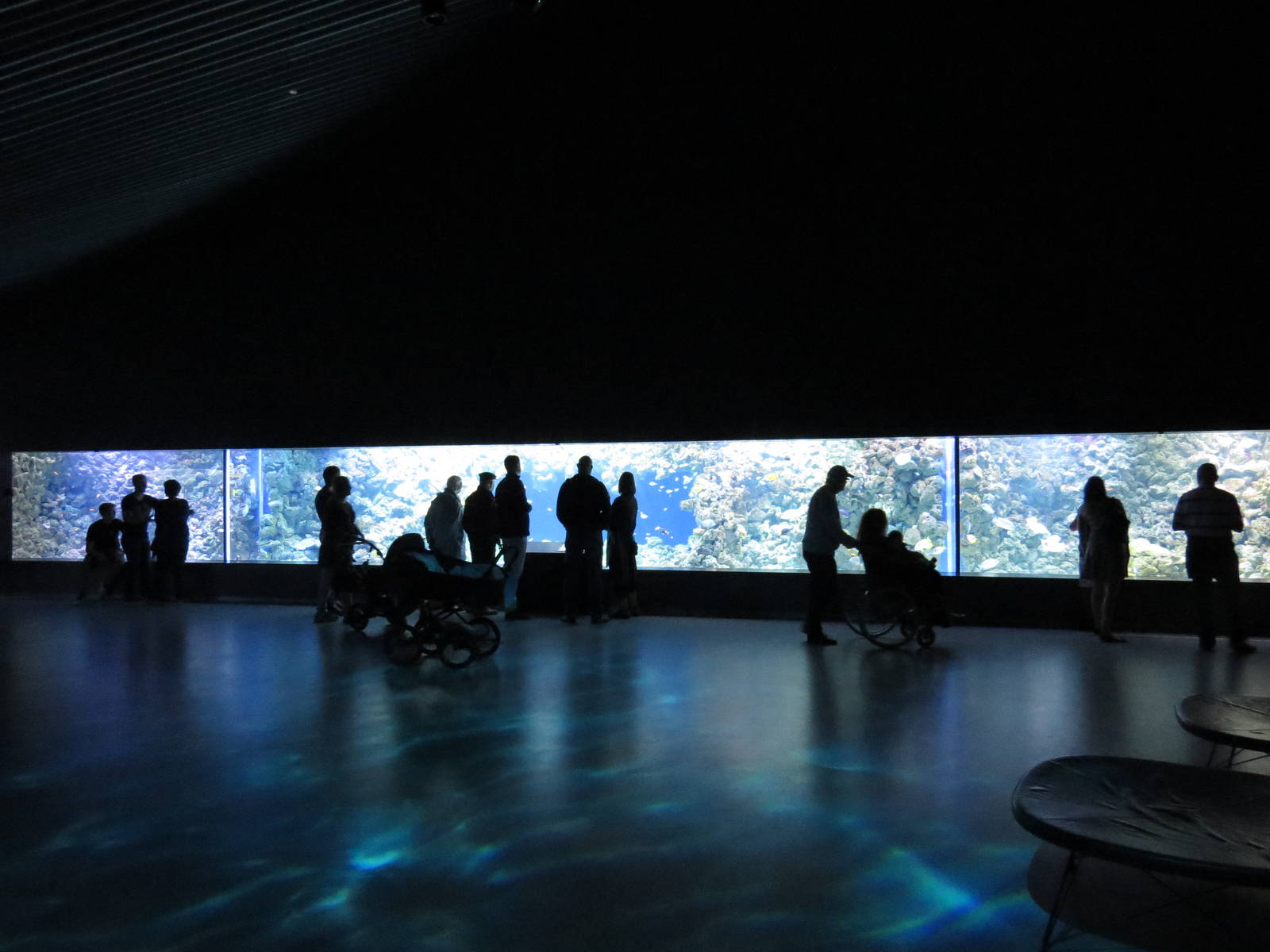 Coral reef display, June 2015.