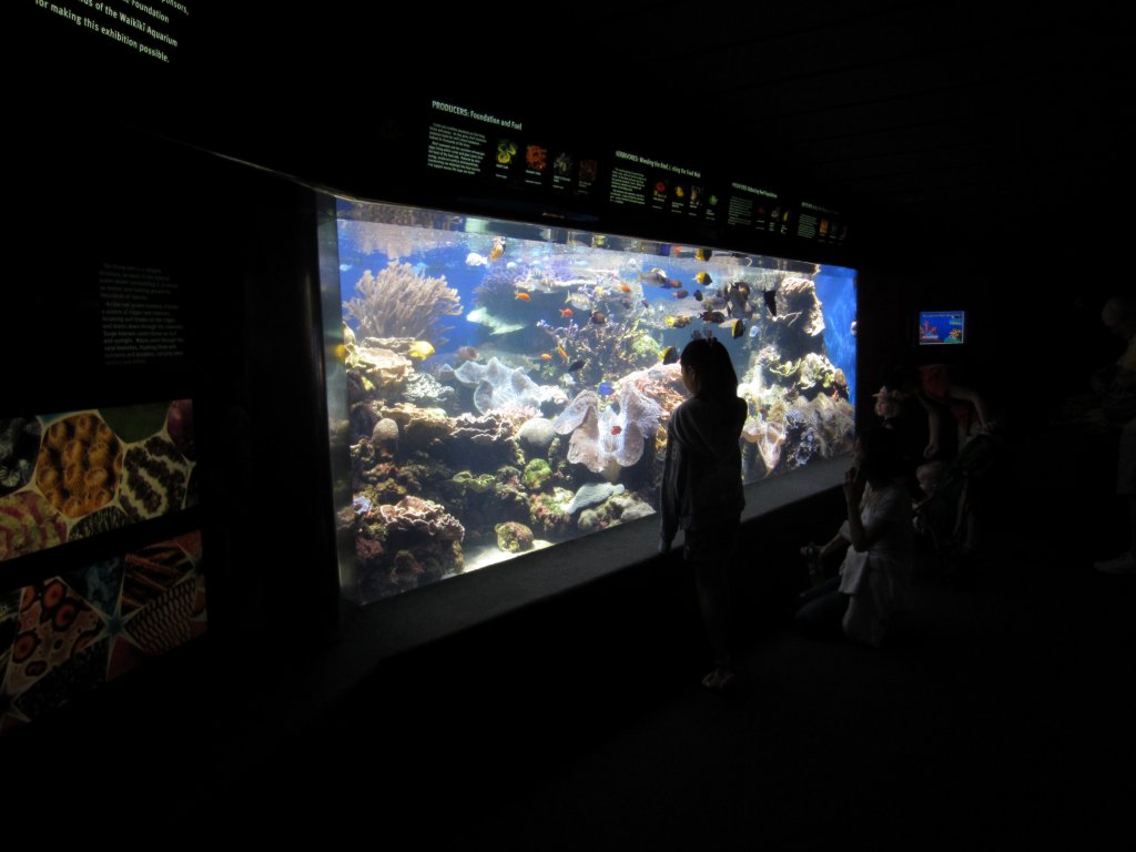 Coral Reef display