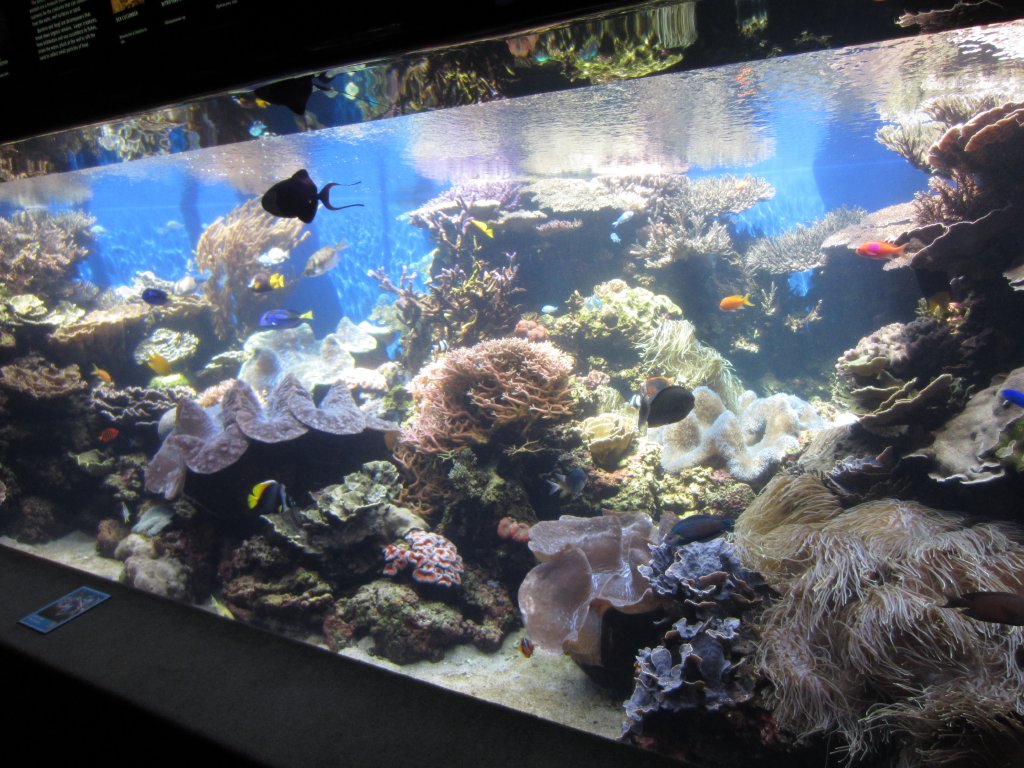 Coral Reef display