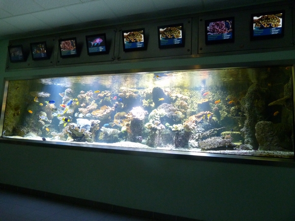 Coral reef display
