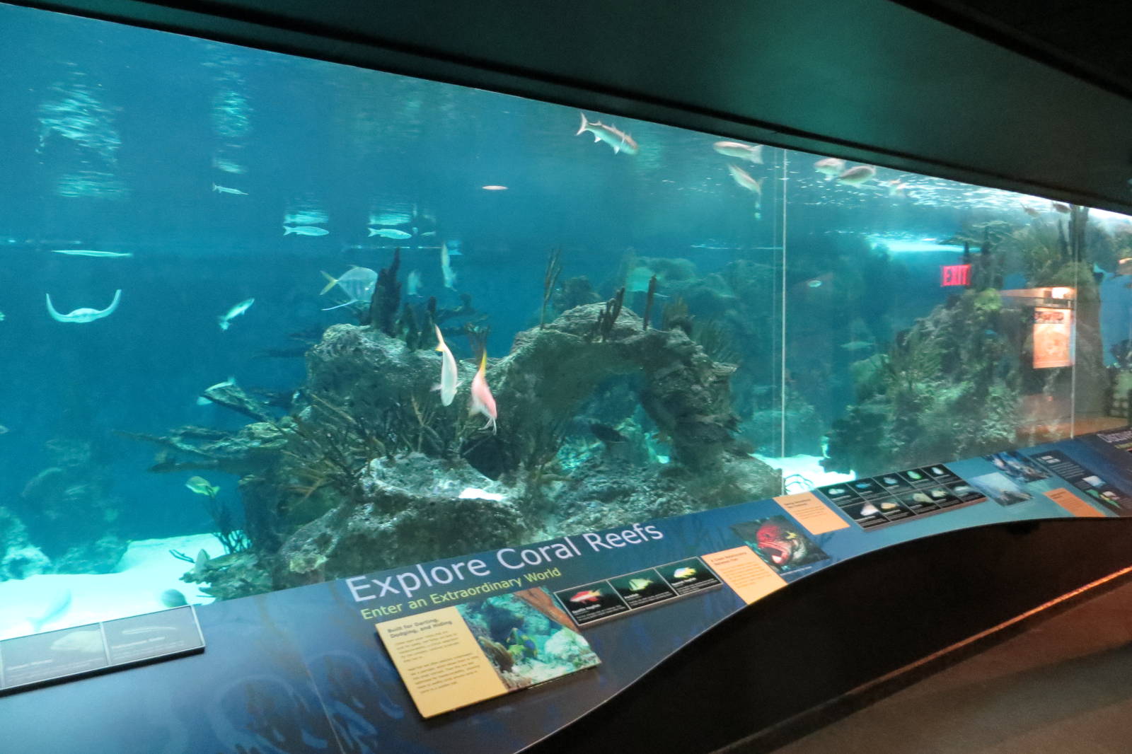 Coral Reef Exhibit 021215