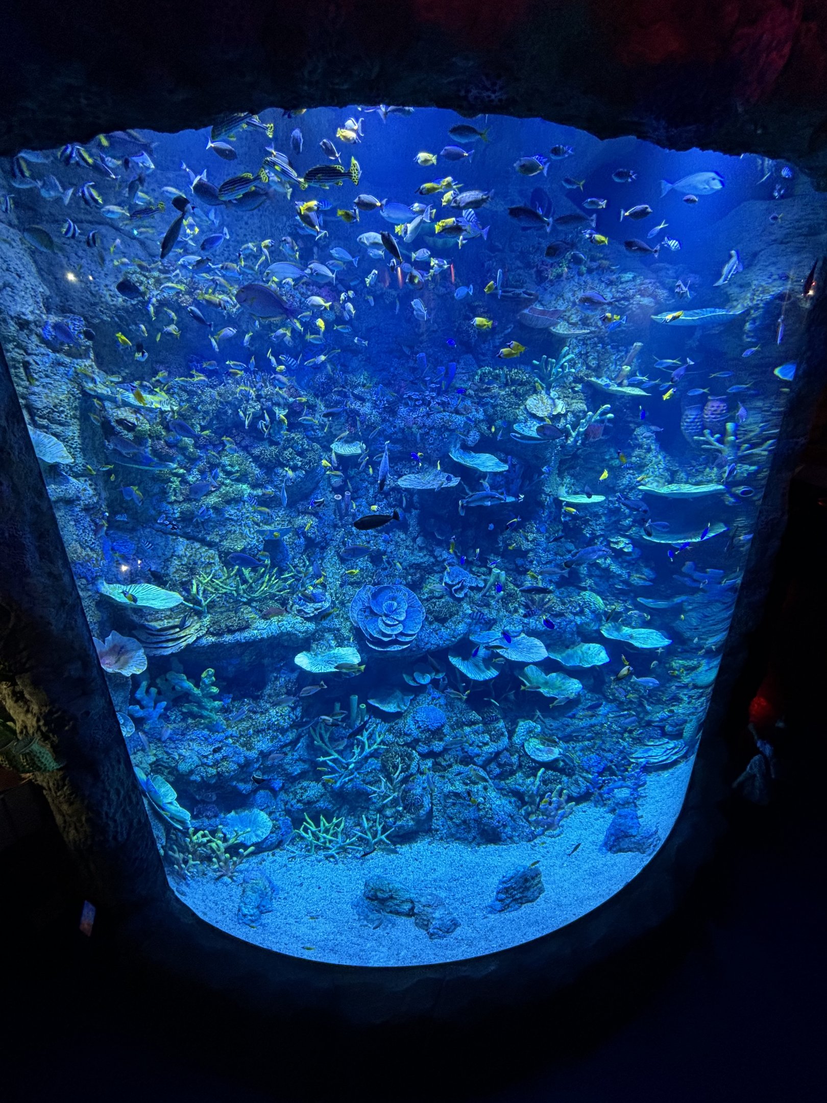 Coral Reef Exhibit - BXSea Aquarium