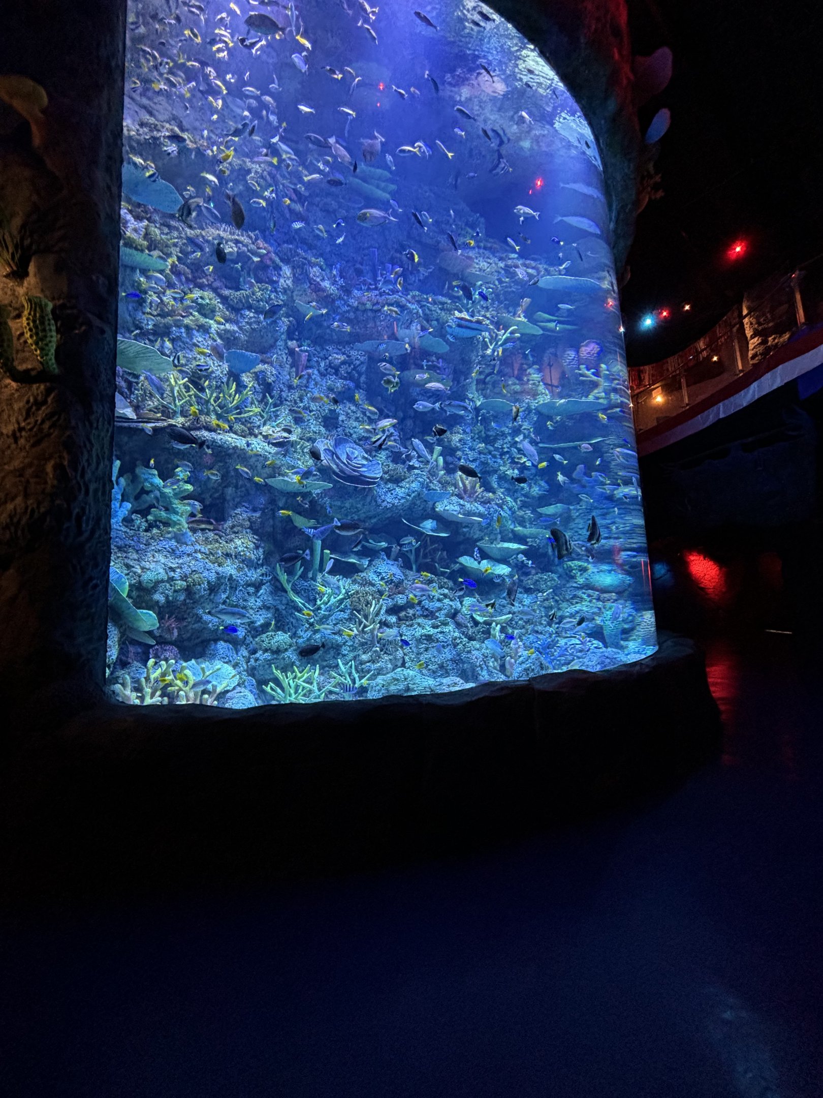 Coral Reef Exhibit - BXSea Aquarium