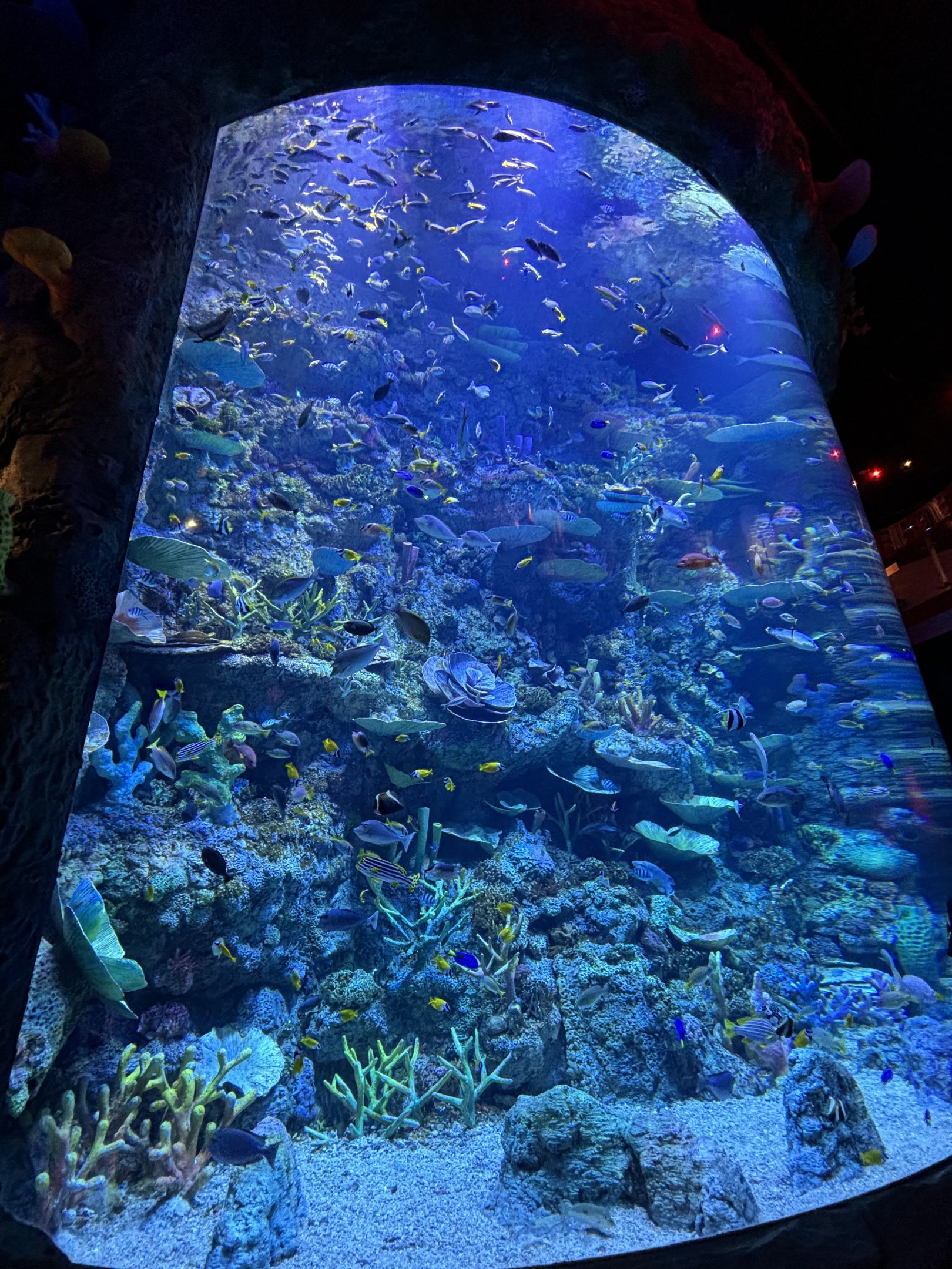 Coral Reef Exhibit - BXSea Aquarium
