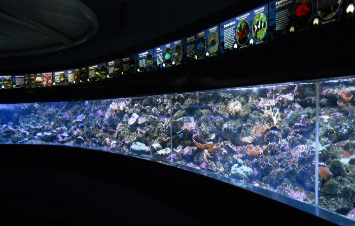 Coral Reef Exhibit