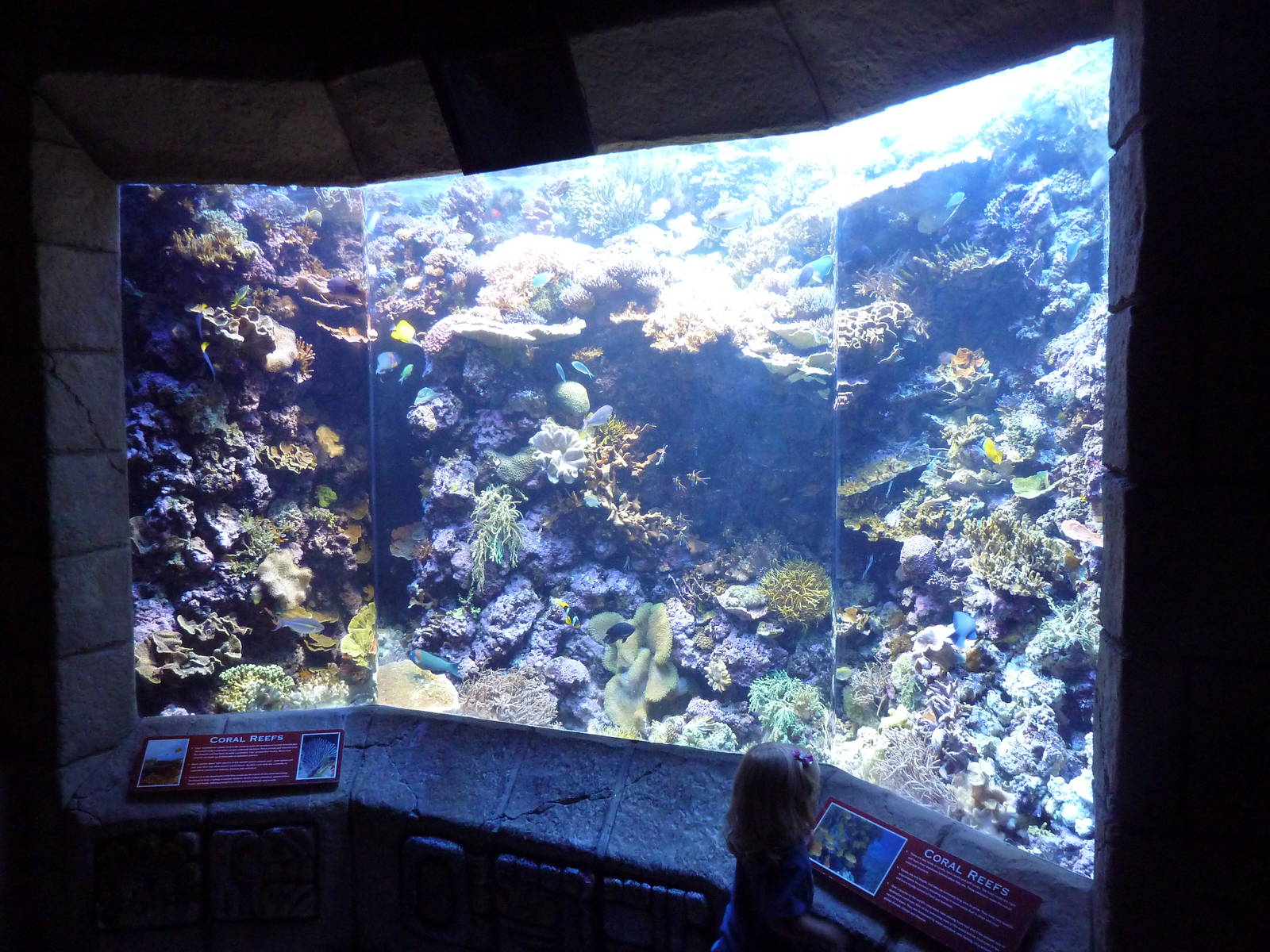 Coral Reef Exhibit