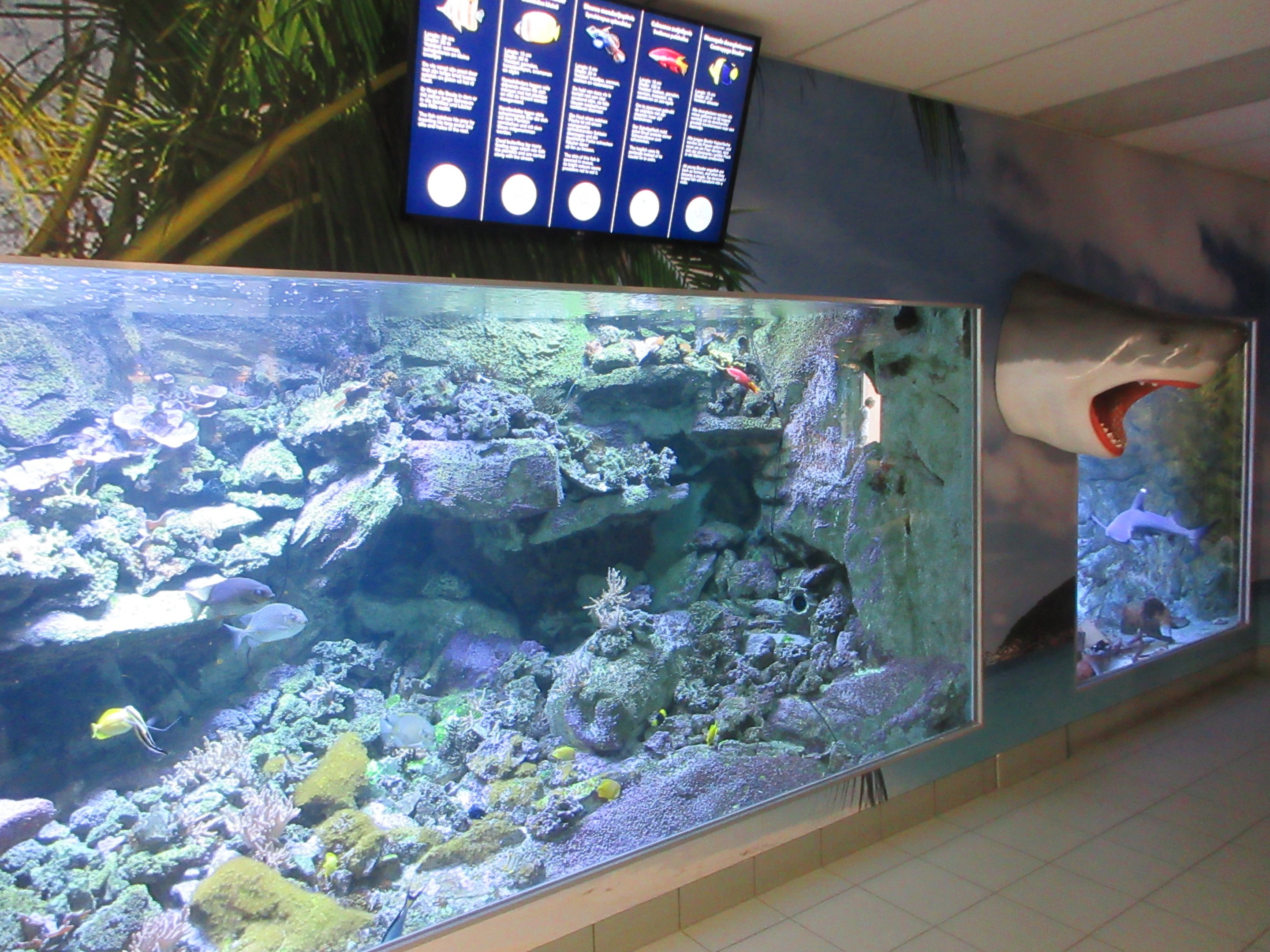Coral Reef Exhibit