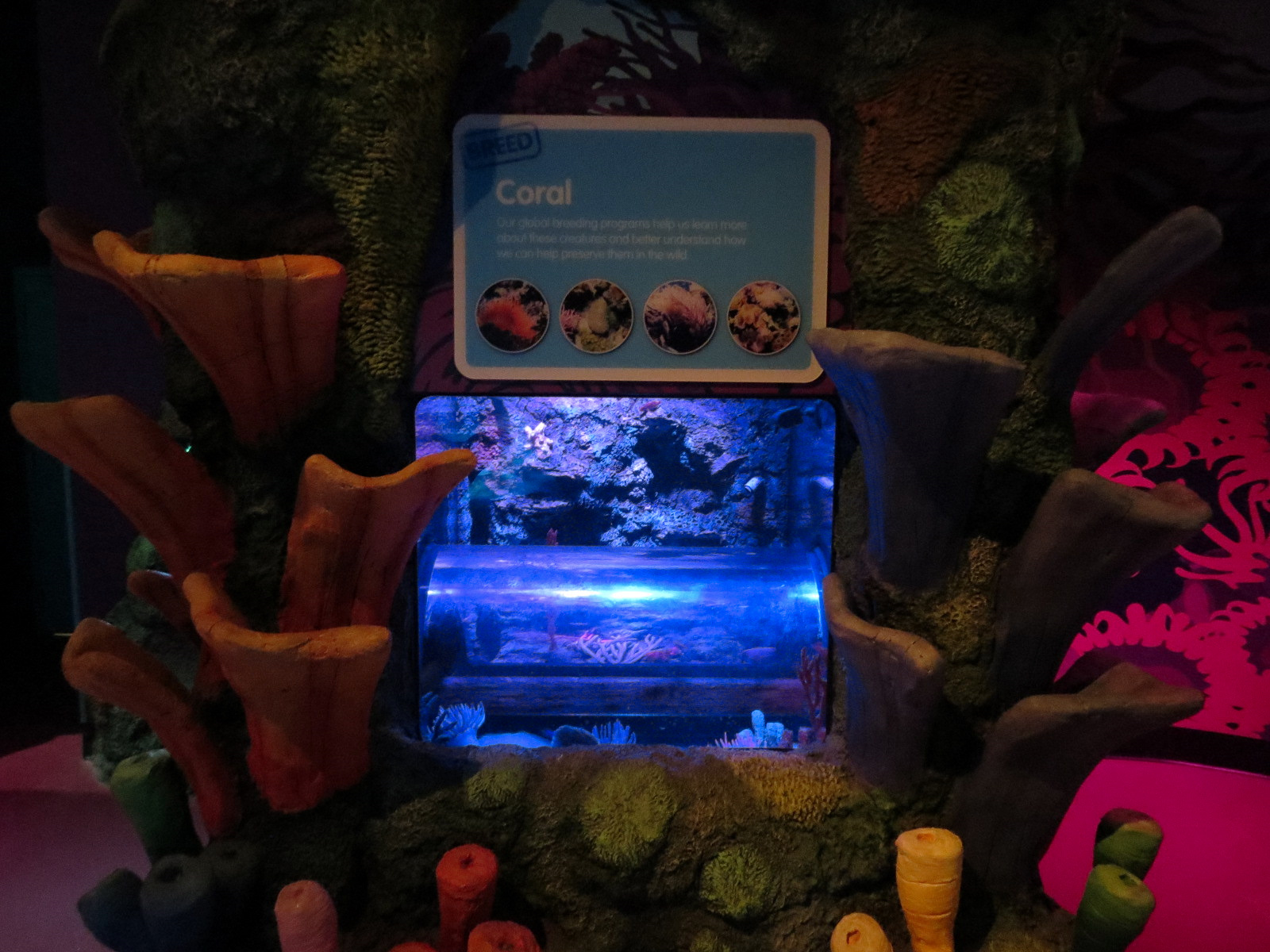 Coral Reef - Exhibit