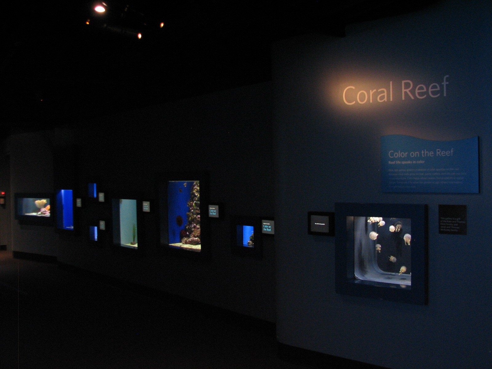 Coral Reef - Exhibits