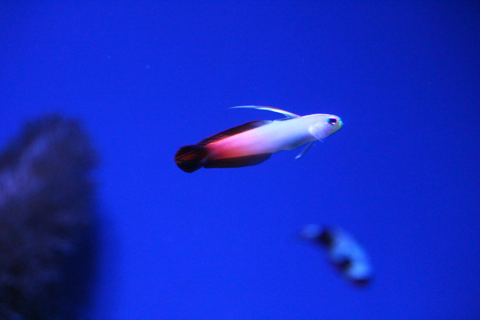 Coral Reef - Fire Dartfish