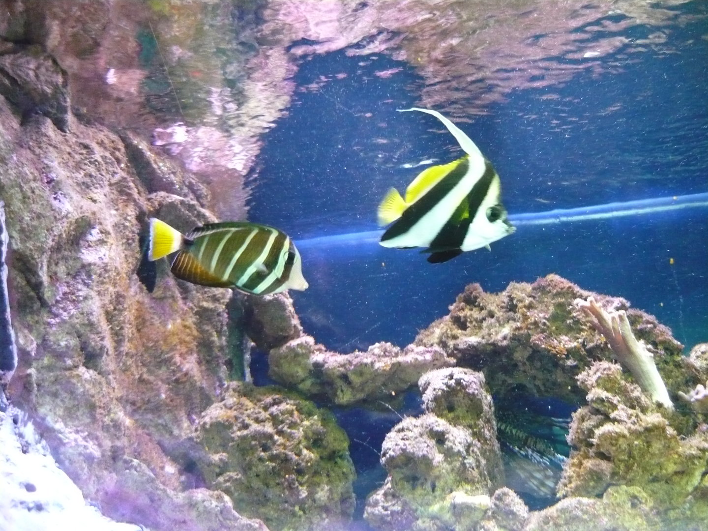 Coral reef fish tank