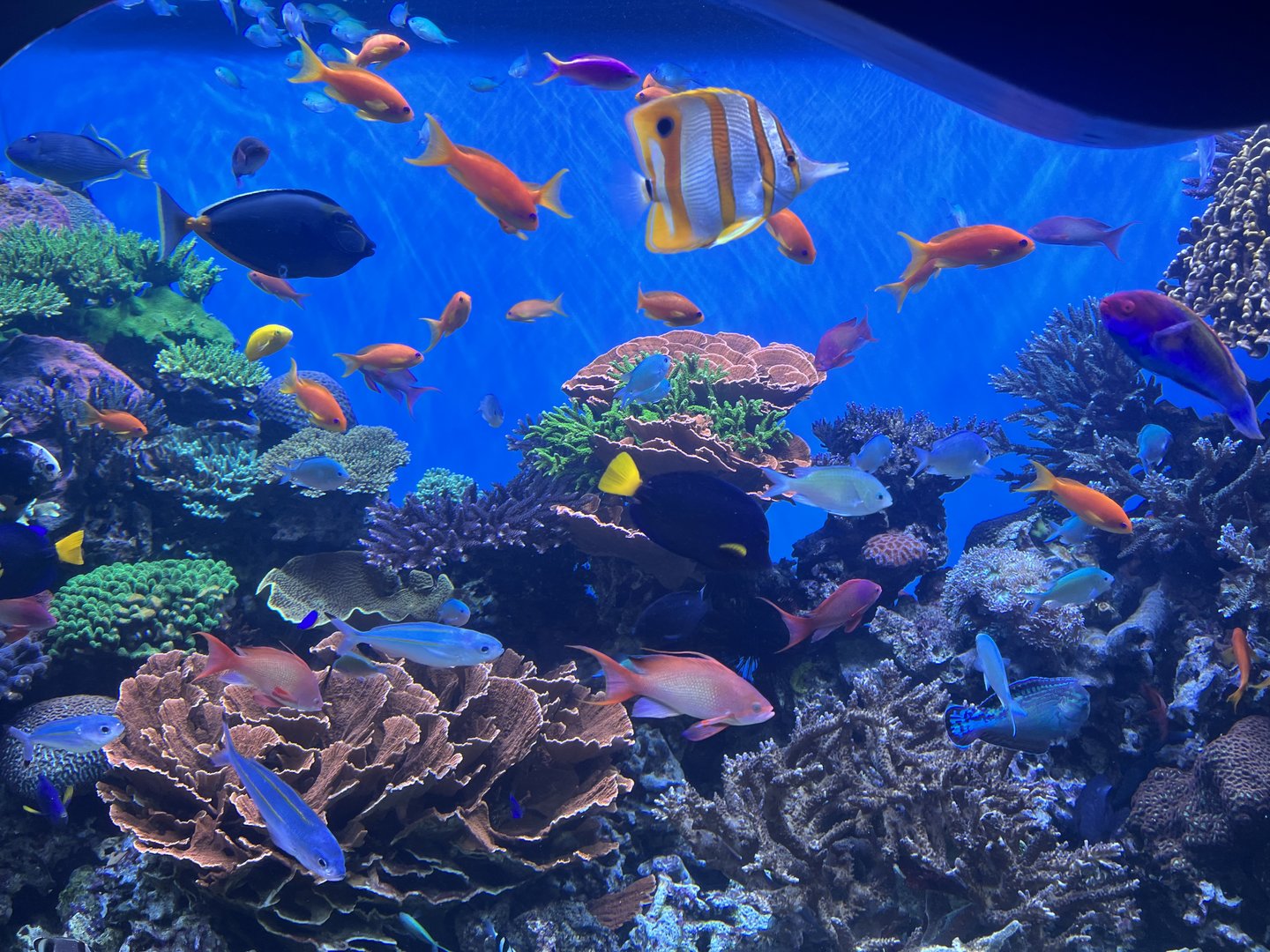 Coral Reef + Fish tank.