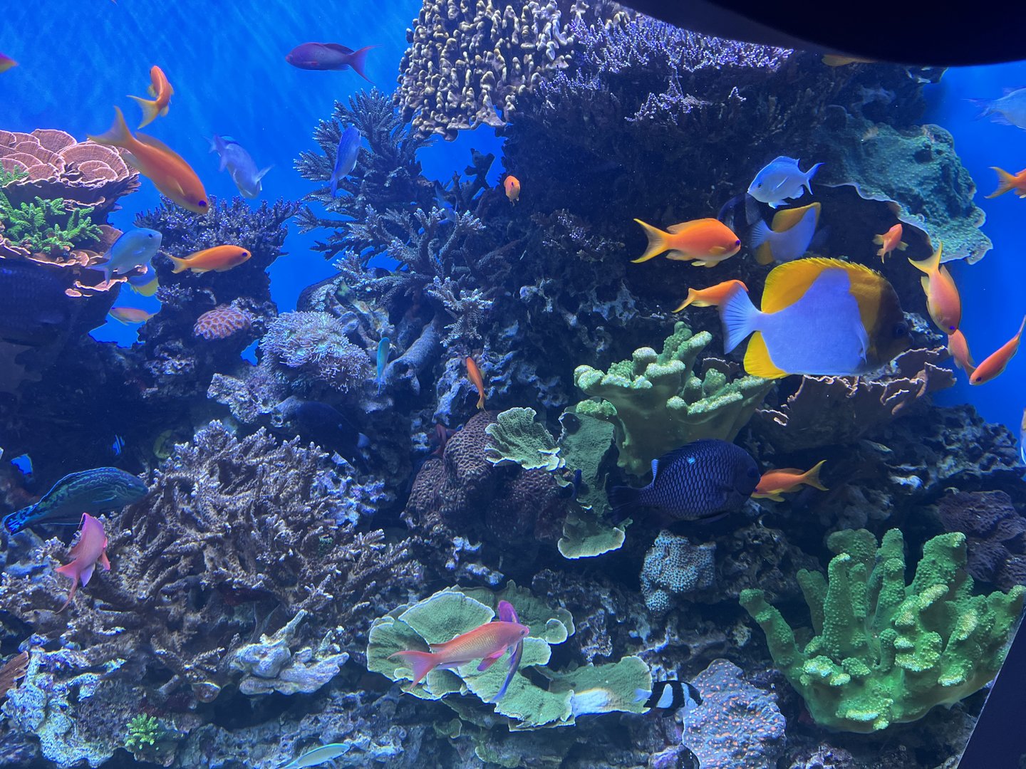 Coral Reef + Fish Tank