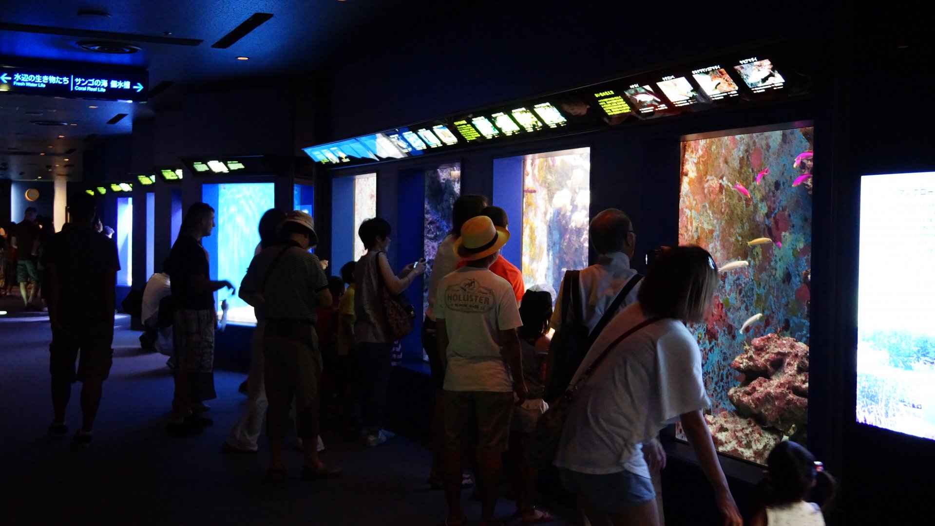 Coral Reef Gallery