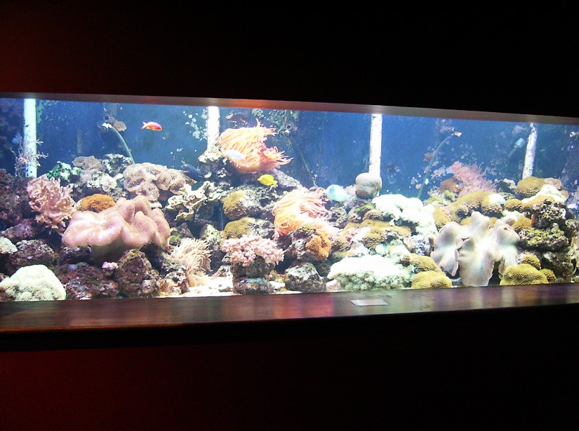 Coral Reef gallery