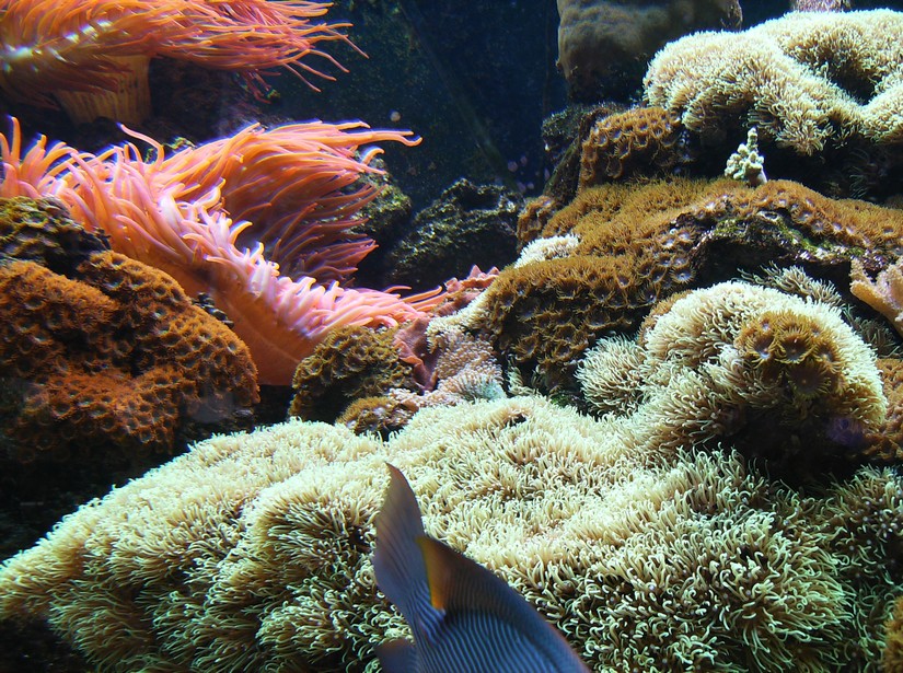 Coral Reef gallery