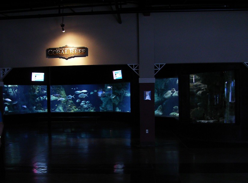 Coral Reef gallery