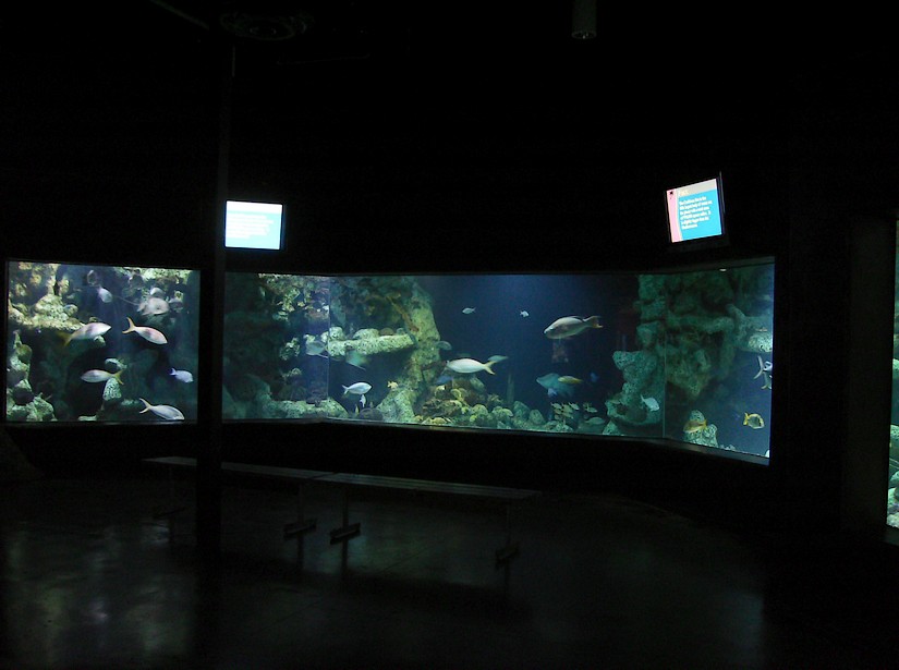 Coral Reef gallery