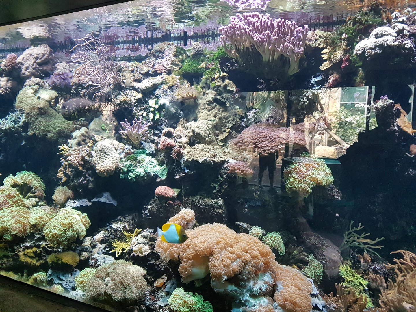 Coral Reef in Jungle Pavilion