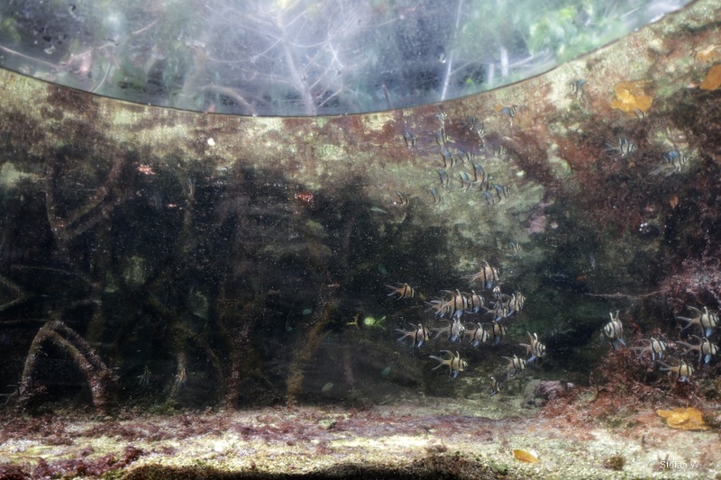 Coral Reef - inside a glass bubble
