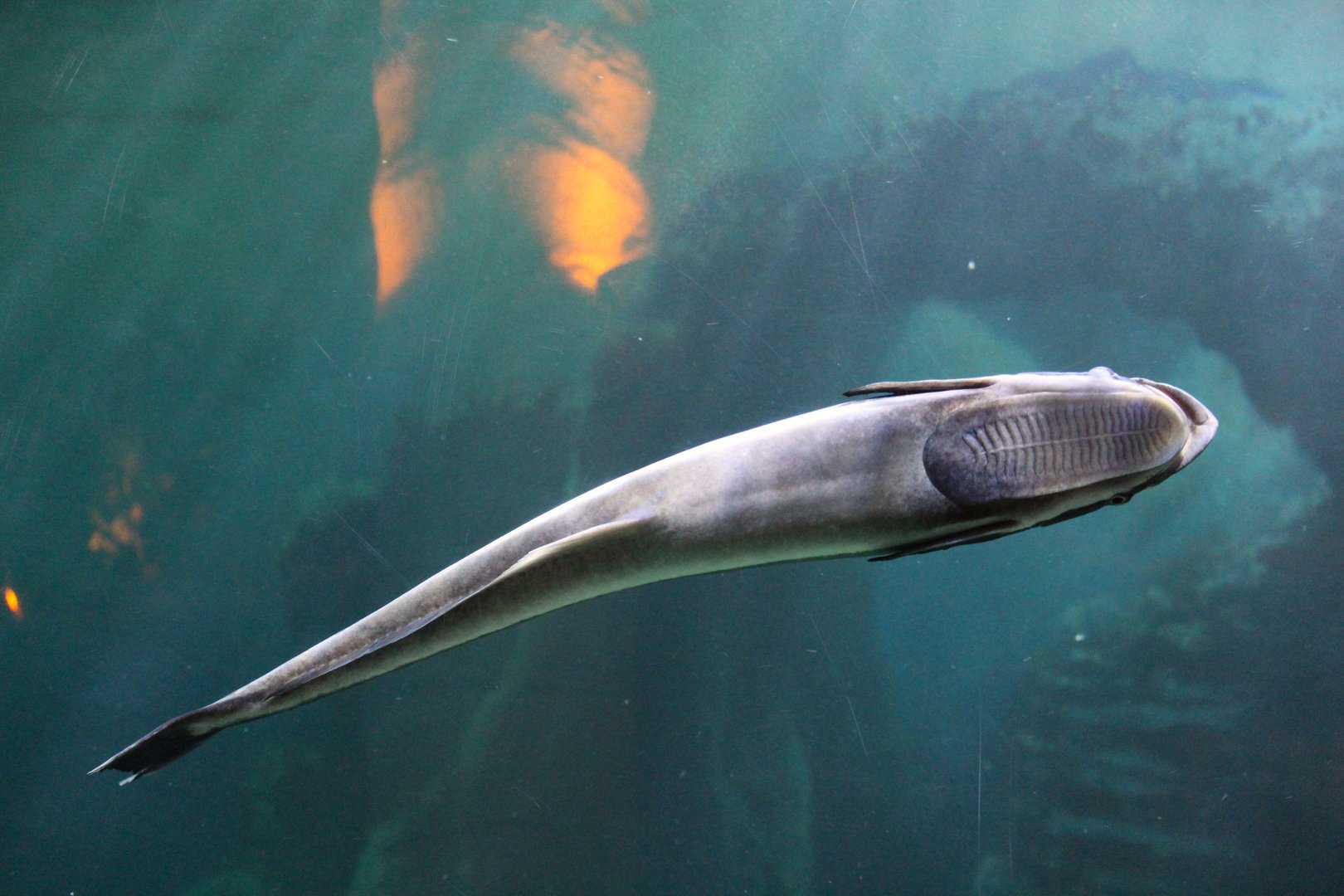 Coral Reef - Live Sharksucker