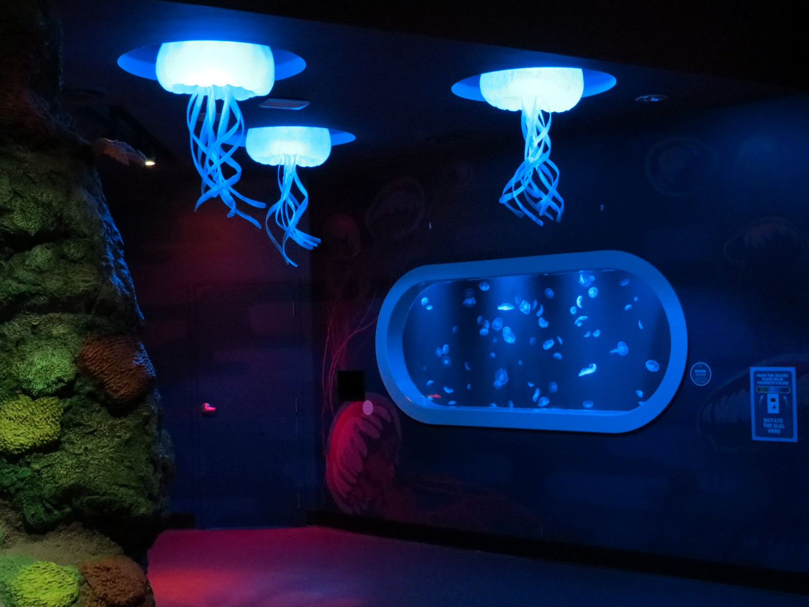 Coral Reef - Moon Jelly Exhibit